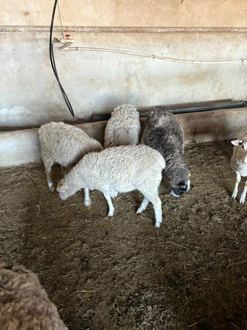 بره-قوچ-رومن